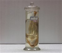 藏品(東方豹魴鮄 )的圖片